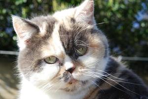 Cute Persian Cat is Posing in the Home Garden photo