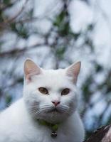 Cute Persian Cat is Posing in the Home Garden photo