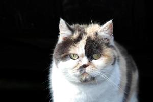 linda persa gato es posando en el hogar jardín foto
