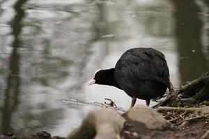 Cute Water Birds at Lake Side of Local Public Park photo