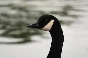 Cute Water Birds at Lake Side of Local Public Park photo