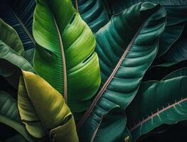 Abstract green Tropical Banana and Monstera Leaves background created with technology photo