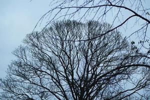 bajo ángulo ver de árbol y ramas a local parque foto