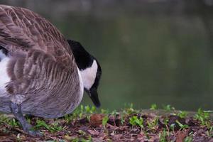 Cute Water Birds at Lake Side of Local Public Park photo