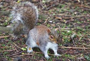 Cute Squirrel Seeking for Food in the Park photo