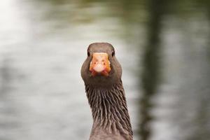 Cute Water Birds at Lake Side of Local Public Park photo