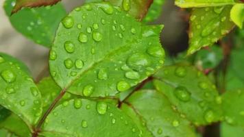 verde hojas con agua gotas en el jardín después lluvia. natural antecedentes. video