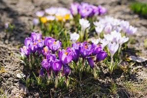 Bright crocus flowers bloom in spring in the garden photo