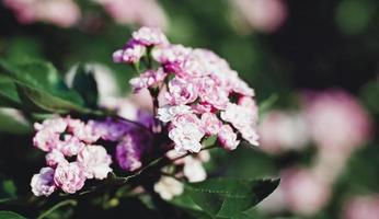 Pink hawthorn flowers on a bush photo