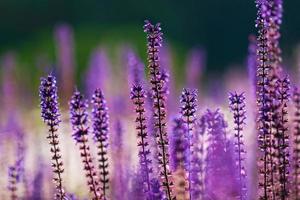 púrpura salvia nemorosa flores en verano foto