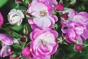 Pink-white rose flowers and buds in rosary, closeup shot Rosa Angela by Kordes photo