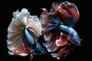 Beautiful colorful of siamese betta fish in plain dark black background Made with photo