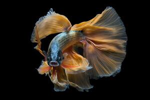 Beautiful colorful gold of siamese betta fish in plain dark black background Made with photo