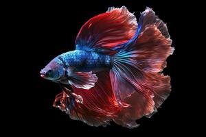 Beautiful colorful red and blue of siamese betta fish in plain dark black background Made with photo