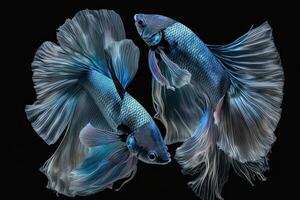 Beautiful two blue of siamese betta fish in plain dark black background Made with photo