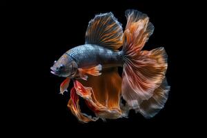 Beautiful colorful orange of siamese betta fish in plain dark black background Made with photo