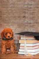 un encantador pequeño juguete caniche perrito se sienta en un negro arco Corbata alrededor su cuello, siguiente a un apilar de libros con un graduación gorra. graduación ceremonia, graduación ceremonia y graduación foto