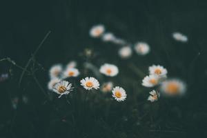 white small daisyon the background of green grass in the garden photo