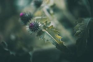 purple flowers on a dark green background in the garden in close-up photo