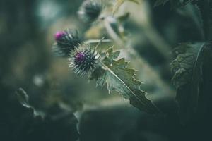 púrpura flores en un oscuro verde antecedentes en el jardín en de cerca foto