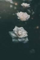 white little rose on the bush in the garden photo