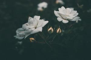 white little rose on the bush in the garden photo