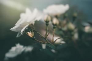 white little rose on the bush in the garden photo