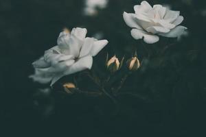 blanco pequeño Rosa en el arbusto en el jardín foto