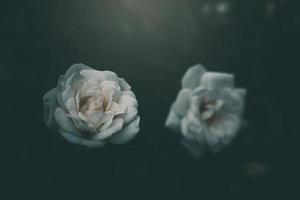 blanco pequeño Rosa en el arbusto en el jardín foto