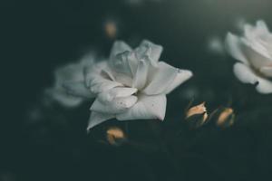 blanco pequeño Rosa en el arbusto en el jardín foto