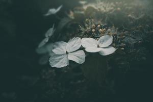 blanco pequeño flor en el arbusto en el jardín foto