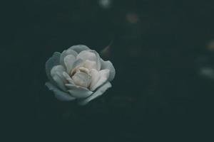 white little rose on the bush in the garden photo