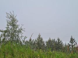 spring trees against a gray cloudy sky in the park photo