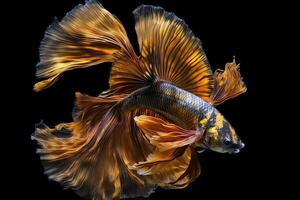 Beautiful colorful golden yellow of siamese betta fish in plain dark black background Made with photo