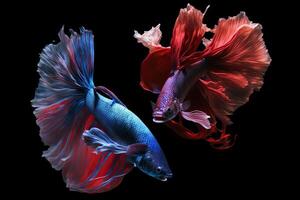 hermosa vistoso rojo y azul de siamés Betta pescado en llanura oscuro negro antecedentes hecho con generativo ai foto