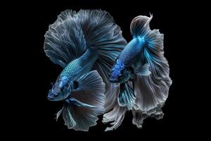 Beautiful blue of siamese betta fish in plain dark black background Made with photo