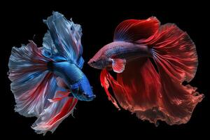 hermosa vistoso rojo y azul de siamés Betta pescado en llanura oscuro negro antecedentes hecho con generativo ai foto