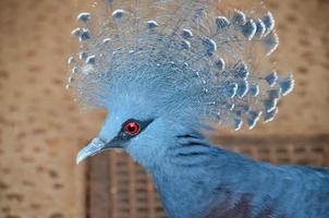 azul pájaro cabeza foto