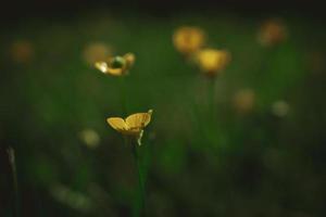 yellow spring flower on a background of green meadow in a natural habitat photo