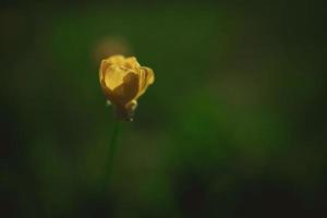 yellow spring flower on a background of green meadow in a natural habitat photo