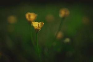 yellow spring flower on a background of green meadow in a natural habitat photo