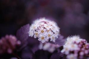 brillante cremoso flor en un antecedentes de púrpura hojas de un arbusto en de cerca foto