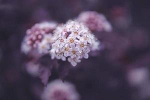 bright creamy flower on a background of purple leaves of a bush in close-up photo