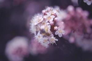 bright creamy flower on a background of purple leaves of a bush in close-up photo