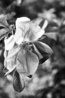 wild rose flower in close-up on the bush in natural habitat photo