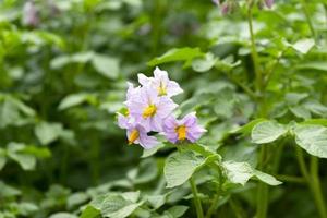 Potato flowers blossom in sunlight grow in plant. Purple blooming potato flower on farm field. Close up organic vegetable flowers blossom growth in garden. photo