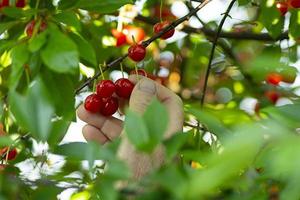 rojo maduro corazón cerezas colgando en el rama de un Cereza árbol, rodeado por verde hojas y otro cerezas en el antecedentes foto