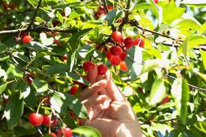 rojo maduro corazón cerezas colgando en el rama de un Cereza árbol, rodeado por verde hojas y otro cerezas en el antecedentes foto