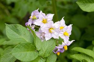 Potato flowers blossom in sunlight grow in plant. Purple blooming potato flower on farm field. Close up organic vegetable flowers blossom growth in garden. photo