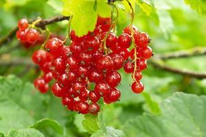 Close-up ripe red currants, Ribes rubrum in homemade garden. Fresh bunch of natural fruit growing on branch on farm. Organic farming, healthy food, nature concept. photo